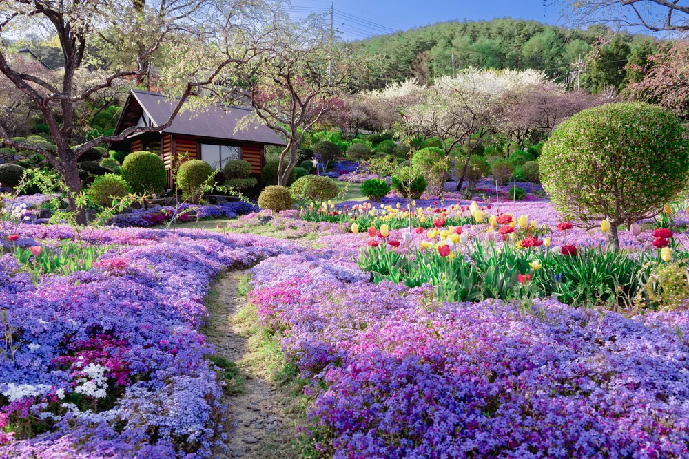 The same ground replanted as a flowering native border