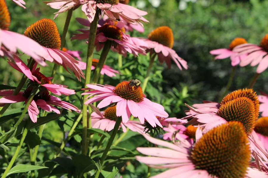A bumblebee on a pink coneflower in a native border