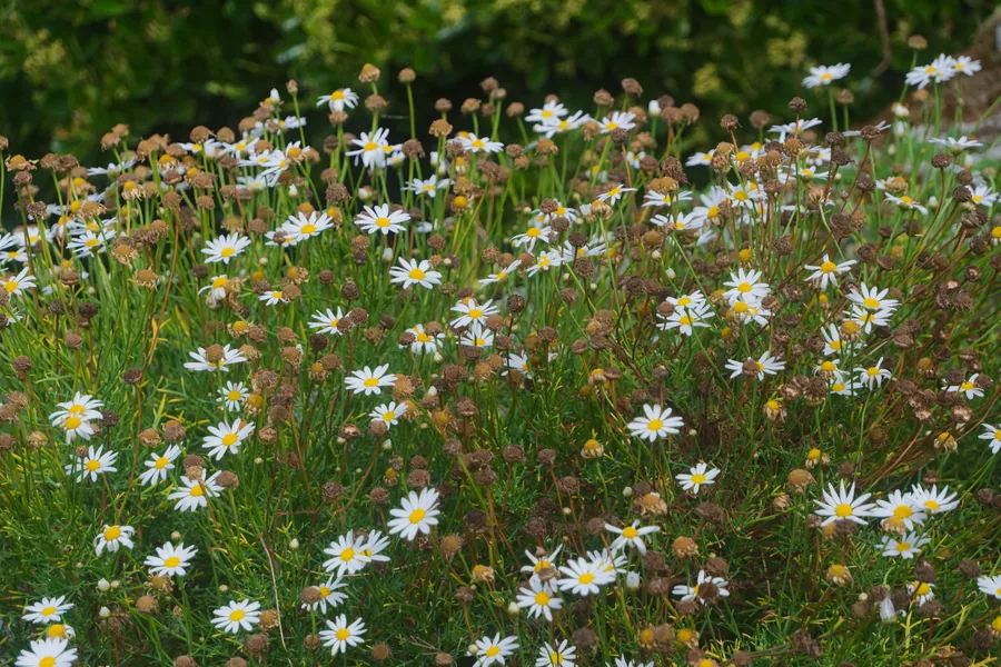A meadow of white and yellow wildflowers