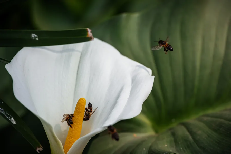 Bees working white blossom